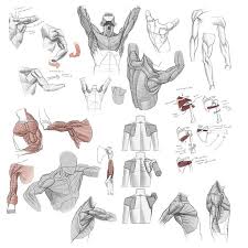 Thanks to clawed50 for editing the text | all rights. Male Torso Anatomy Drawing Reference Novocom Top