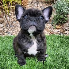 Black And Brown French Bulldog For Sale Frenchies Rule This World On Instagram Pure Quality Brindle French Bulldog Cute French Bulldog French Bulldog