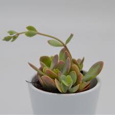 Image result for Kalanchoe rotundifolia