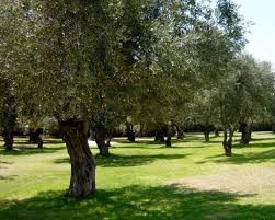 Pin Di Ibn El Aalaoui Service Su Olive Oil Ulivo