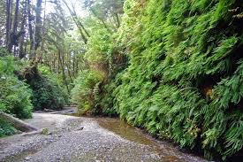 Mar 03, 2018 · van damme state park rd. Have An Adventure On The Fern Canyon Trail Glendeven Inn Lodge