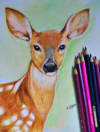 Pin By Navanita Art On Navanita Art Color Pencil Art Colored Pencils Drawings