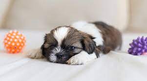 Best Toys For Shih Tzus Of All Ages Puzzles Treat Containers More