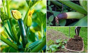 I'll also show you how to tell the difference between the male and female flowers and where to.(thank you)! 15 Zucchini Squash Growing Mistakes That Are Hurting Your Harvest