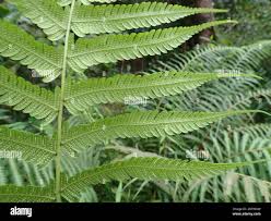 Image result for Amauropelta bergiana