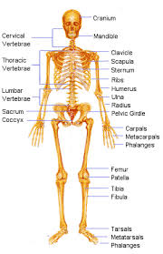Homeschool Anatomy Human Bones Anatomy Human Skeleton Anatomy Human Body Anatomy