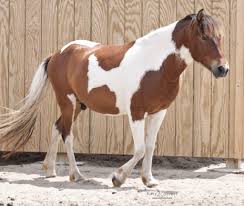Pinto Horse Wikipedia