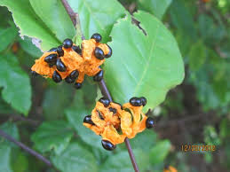 Image result for Turraea robusta