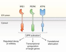 153/2017 privind salarizarea personalului plătit din fonduri publice, cu modificările și completările ulterioare Small Molecule Strategies To Harness The Unfolded Protein Response Where Do We Go From Here Journal Of Biological Chemistry