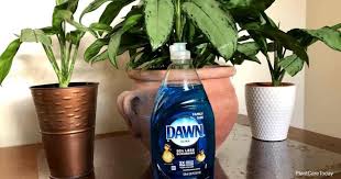 When you can, store fruits in the fridge. How To Get Rid Of Gnats With Dawn Dish Soap Plantcaretoday