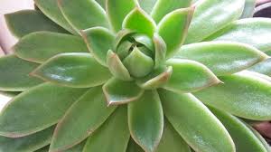 Check spelling or type a new query. My Succulents Turn Pink