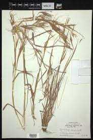 Image result for Hyparrhenia anamesa