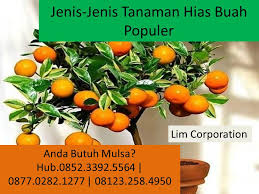 Berbeda dengan tanaman hias bunga yang kecantikannya dapat dinikmati melalui tampilan bunganya, unsur keindahan dari tanaman hias ini dapat dilihat dari daunnya. Jual Mulsa Plastik Untuk Pertanian Tambak Jenis Jenis Tanaman Hias Buah Yang Sedang Populer