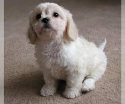 This lovable lap dog makes an incredible companion and tends to form an extremely. Cavachon Puppies For Sale In Ohio Usa Page 1 10 Per Page Puppyfinder Com