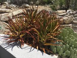 Image result for Aloe carnea