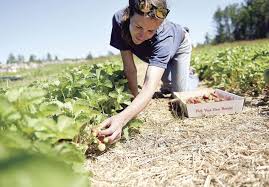 The plants are low to the ground and the fruit is easy to pull off. Strawberry Farms Watch The Weather As Season Gets Underway Dining Food Unionleader Com