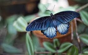 Biomimicry offers an empathetic, interconnected understanding of how life works and ultimately where we fit in. Blue Butterfly Meaning And Symbolism