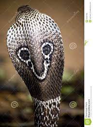 Photo About The Hood Back Side Of An Indian Cobra Image Of Venomous Spectacled Snake 20569186 In 2021 Indian Cobra King Cobra Snake King Cobra