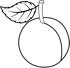 Now draw a vertical line that divides the plum fruit visually into two parts. Fruits And Berries Drawings How To Draw A Plum Easy To Draw Everything