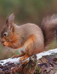 Red Squirrels Are Now Absent From Many Parts Of The Uk Red Squirrel Facts Squirrel Flying Squirrel Pet