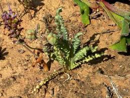 Image result for Ornithoglossum viride