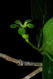 Image result for Catunaregam obovata