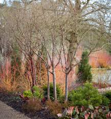 Red twig dogwood has red twigs that are especially spectacular in the winter. Landscape Ideas Blazing Color With Red Twig Dogwood 5 Ways Gardenista