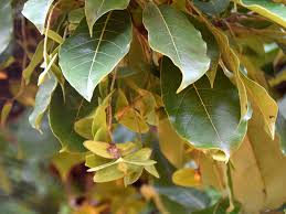 Image result for Terminalia superba
