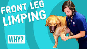 Here are 18 tips for helping your blind buddy navigate life at home and outdoors. Front Leg Limping Youtube