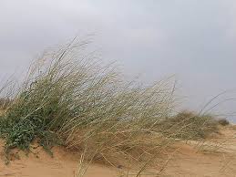 Image result for Stipagrostis