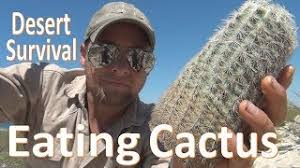 The key to growing cacti and succulents successfully lies in learning how to water correctly. Cactus Eating Desert Survival Food Water Youtube