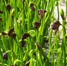 Image result for Schizaea pectinata