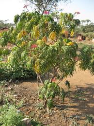 Image result for Jatropha multifida