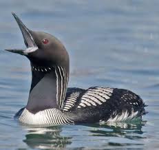 Pacific Loon Pet Birds Bird Pictures Beautiful Birds