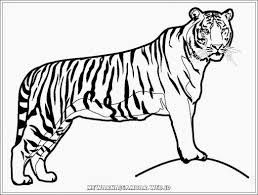 Sebagai bahan referensi dan pembelajaran berikut kami juga sajikan. Contoh Gambar Animasi Harimau Gratis Download Cikimm Com