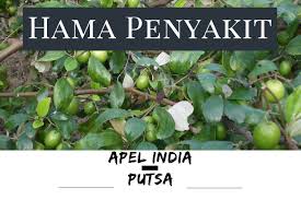 Maybe you would like to learn more about one of these? Wajib Tahu Hama Penyakit Tanaman Apel India Putsa Lim Corporation