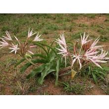 Image result for Crinum buphanoides