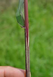 Image result for Leptochloa uniflora