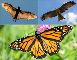 8 Uncanny Examples Of Convergent Evolution Convergent Evolution Evolution Science Nature