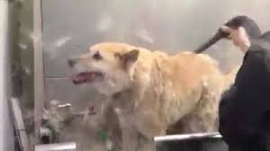Bubbles and brushes for paws is a professional pet spa located in oak park, il specializing in pet grooming, cat grooming, dog grooming, & more. Bubbles Pet Spa Home Facebook