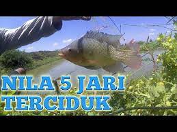 Mancing Ikan Nila Patin Dan Bandeng Dengan Pancing Jaring 27 September Ikan Pancing September