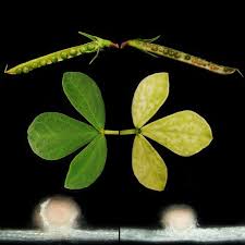 A full template and example to help you write a citation for a journal in the the plant cell style. Plant Physiology Plantphys Twitter