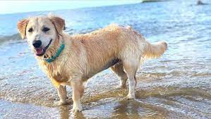 She loves to eat vegetables, and occasionally has some fun with her food, throwing her broccoli around. Golden Retriever Corgi Mixed Dog Breed Pictures Characteristics Facts