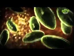 Parasite Monsters Inside Me Part 4 Youtube It is caused by a parasitic nematode (roundworm parasite) called angiostrongylus cantonensis. youtube