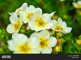 Dreamstime is the world`s largest stock photography community. Soft Macro Focus Image Photo Free Trial Bigstock