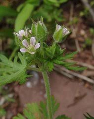 Image result for Geranium aculeolatum
