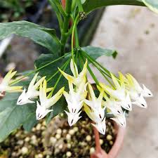 Image result for hoya multiflora