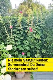 Stockrosen Vermehren Selbst De Stockrosen Stockrosen Vermehren Pflanzen