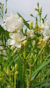 70 Flowers With Meaning Flowersandflowerthings White Flower Pictures Flower Pictures Butterfly Garden Design