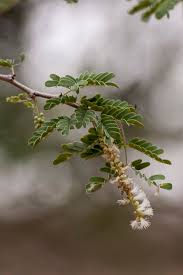 Gum Arabic Tree Acacia Senegal Feedipedia
